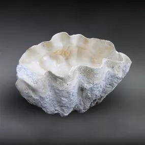 Fossilized Giant Clamshell, Tridacna gigantea - 39.3"