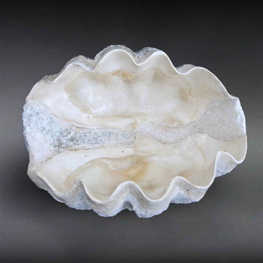 Fossilized Giant Clamshell, Tridacna gigantea - 39.3"