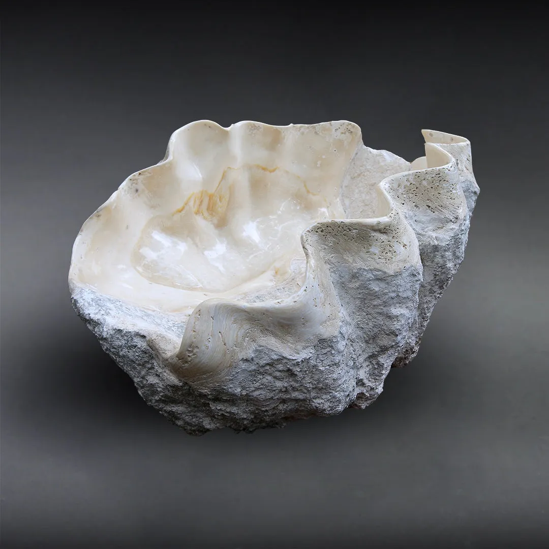 Fossilized Giant Clamshell, Tridacna gigantea - 39.3"