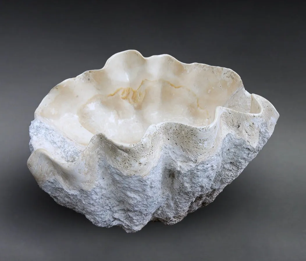 Fossilized Giant Clamshell, Tridacna gigantea - 39.3"
