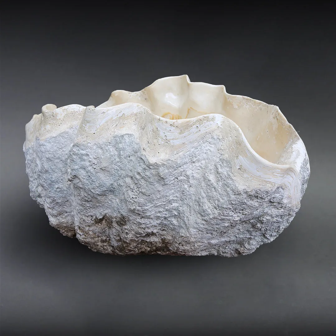 Fossilized Giant Clamshell, Tridacna gigantea - 39.3"